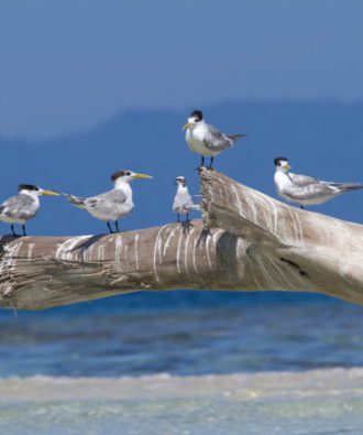 Marovo Lagoon sea birds